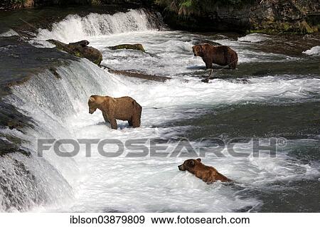 "Grizzly Bear (Ursus arctos horribilis), group in the water foraging, hunting, Brooks River, Katmai National Park and Preserve, Alaska, United States, North America" View Large Photo Image Stock Photo - "Grizzly Bear (Ursus arctos horribilis), group in the water foraging, hunting, Brooks River, Katmai National Park and Preserve, Alaska, United States, North America". Fotosearch