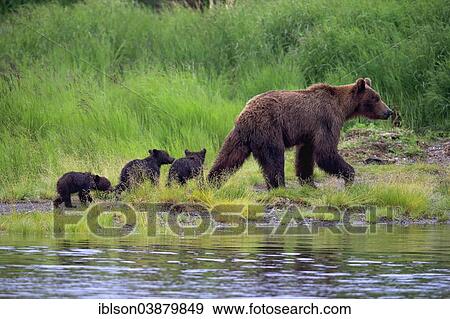 "Grizzly Bear (Ursus arctos horribilis), adult, mother and cubs, at the water, foraging, Brooks River, Katmai National Park and Preserve, Alaska, United States, North America" View Large Photo Image Stock Photo - "Grizzly Bear (Ursus arctos horribilis), adult, mother and cubs, at the water, foraging, Brooks River, Katmai National Park and Preserve, Alaska, United States, North America". Fotosearch