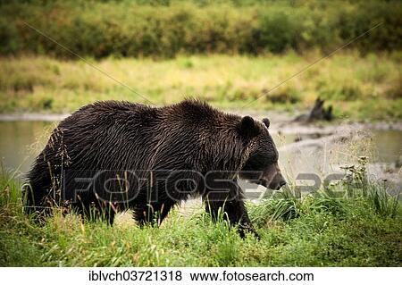 "Grizzly Bear (Ursus arctos horribilis), Valdez, Alaska, United States, North America" View Large Photo Image Stock Photo - "Grizzly Bear (Ursus arctos horribilis), Valdez, Alaska, United States, North America". Fotosearch