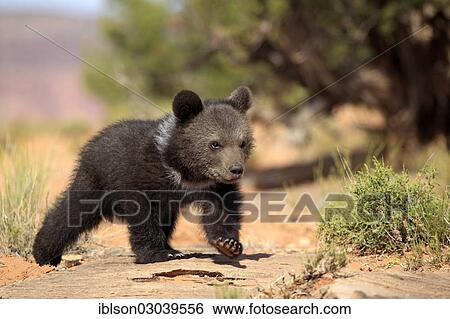 "Grizzly Bear (Ursus arctos horribilis), cub, running, Utah, United States, North America" View Large Photo Image Stock Photograph - "Grizzly Bear (Ursus arctos horribilis), cub, running, Utah, United States, North America". Fotosearch
