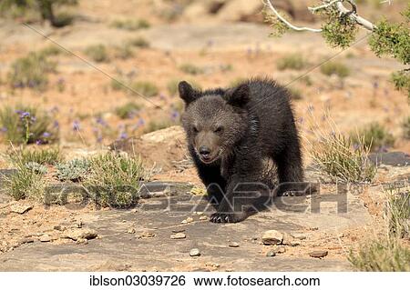 "Grizzly Bear (Ursus arctos horribilis), cub, Utah, United States, North America" View Large Photo Image Stock Photograph - "Grizzly Bear (Ursus arctos horribilis), cub, Utah, United States, North America". Fotosearch