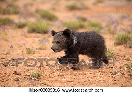 "Grizzly Bear (Ursus arctos horribilis), cub running, Utah, United States, North America" View Large Photo Image Stock Photograph - "Grizzly Bear (Ursus arctos horribilis), cub running, Utah, United States, North America". Fotosearch