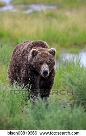 Stock Photograph - "Grizzly Bear (Ursus arctos horribilis), adult, male, Brooks River, Katmai National Park and Preserve, Alaska, United States, North America". Fotosearch
