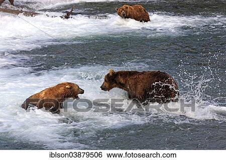 Stock Photograph - "Grizzly Bear (Ursus arctos horribilis), two bears in the water, threatening behaviour, Brooks River, Katmai National Park and Preserve, Alaska, United States, North America". Fotosearch