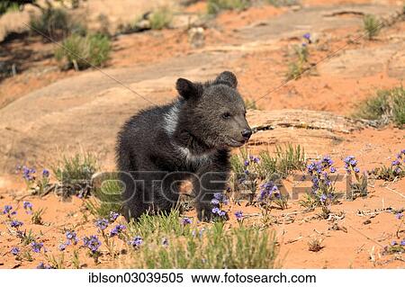 "Grizzly Bear (Ursus arctos horribilis), cub, Utah, United States, North America" View Large Photo Image Stock Photography - "Grizzly Bear (Ursus arctos horribilis), cub, Utah, United States, North America". Fotosearch