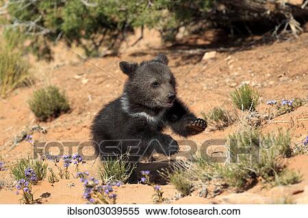 "Grizzly Bear (Ursus arctos horribilis), cub, running, Utah, United States, North America" View Large Photo Image Stock Photography - "Grizzly Bear (Ursus arctos horribilis), cub, running, Utah, United States, North America". Fotosearch