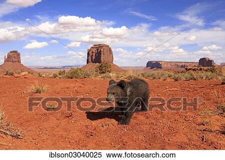 Stock Photography - "Grizzly Bear (Ursus arctos horribilis), cub, Utah, United States, North America". Fotosearch