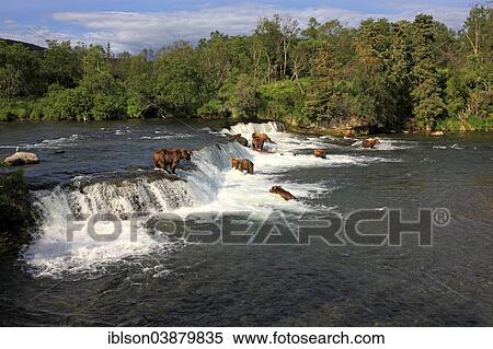 "Grizzly Bear (Ursus arctos horribilis), group in the water foraging, hunting, Brooks River, Katmai National Park and Preserve, Alaska, United States, North America" View Large Photo Image Stock Photography - "Grizzly Bear (Ursus arctos horribilis), group in the water foraging, hunting, Brooks River, Katmai National Park and Preserve, Alaska, United States, North America". Fotosearch
