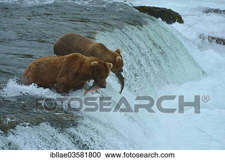 "Grizzly Bears (Ursus arctos horribilis) hunting salmon at Brooks Falls, Katmai National Park and Preserve, Alaska, United States, North America" View Large Photo Image Stock Image - "Grizzly Bears (Ursus arctos horribilis) hunting salmon at Brooks Falls, Katmai National Park and Preserve, Alaska, United States, North America". Fotosearch