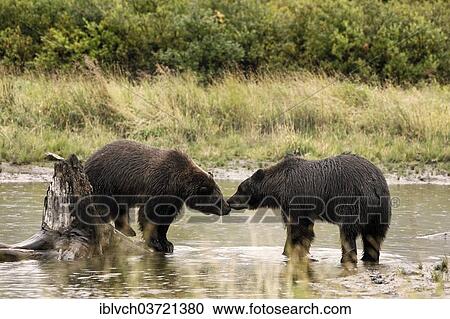 Stock Image - "Grizzly Bears (Ursus arctos horribilis) sniffing each other, Valdez, Alaska, United States, North America". Fotosearch