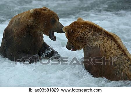 Stock Photo - "Grizzly Bears (Ursus arctos horribilis) fighting at Brooks Falls, Katmai National Park and Preserve, Alaska, United States, North America". Fotosearch