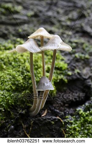"Grooved bonnet (Mycena polygramma), Tinner Loh nature reserve, Emsland, Lower Saxony, Germany, Europe" View Large Photo Image Stock Image - "Grooved bonnet (Mycena polygramma), Tinner Loh nature reserve, Emsland, Lower Saxony, Germany, Europe". Fotosearch