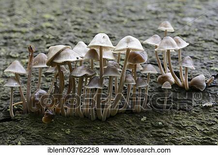 "Grooved bonnet (Mycena polygramma), Tinner Loh nature reserve, Emsland, Lower Saxony, Germany, Europe" View Large Photo Image Stock Photo - "Grooved bonnet (Mycena polygramma), Tinner Loh nature reserve, Emsland, Lower Saxony, Germany, Europe". Fotosearch