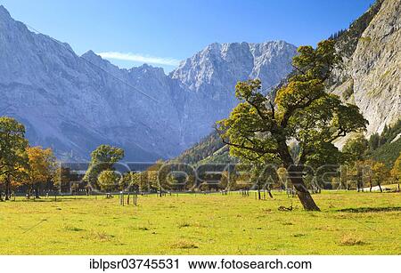 "Grosser Ahornboden mountain pasture, Eng, Hinterriss, Tyrol, Austria, Europe" View Large Photo Image Stock Image - "Grosser Ahornboden mountain pasture, Eng, Hinterriss, Tyrol, Austria, Europe". Fotosearch