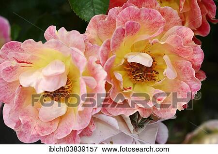 "Ground-cover Rose (Rosa spp. ), Bessy variety, blossoms, Germany, Europe" View Large Photo Image Stock Photo - "Ground-cover Rose (Rosa spp. ), Bessy variety, blossoms, Germany, Europe". Fotosearch