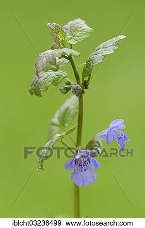 Stock Photo - "Ground-ivy, gill-over-the-ground or Creeping Charlie (Glechoma hederacea), stem with flowers, North Rhine-Westphalia, Germany, Europe". Fotosearch