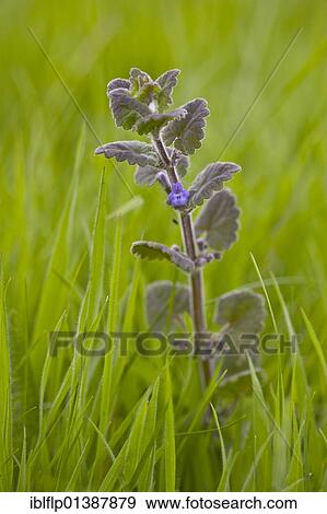 Stock Photo - "Ground-ivy (Glechoma hederacea), flowering, Ringstead, Dorset, England, United Kingdom, Europe". Fotosearch