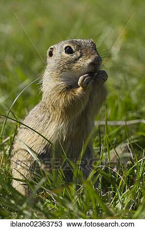 "Ground squirrel (Citellus citellus), Perchtoldsdorfer Heide heath, Perchtoldsdorf, Lower Austria, Austria, Europe" View Large Photo Image Stock Image - "Ground squirrel (Citellus citellus), Perchtoldsdorfer Heide heath, Perchtoldsdorf, Lower Austria, Austria, Europe". Fotosearch