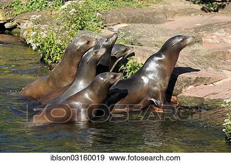 "Group of California Sea Lions (Zalophus californianus), captive, Zoo Krefeld, Krefeld, North Rhine-Westphalia, Germany, Europe" View Large Photo Image Stock Photo - "Group of California Sea Lions (Zalophus californianus), captive, Zoo Krefeld, Krefeld, North Rhine-Westphalia, Germany, Europe". Fotosearch