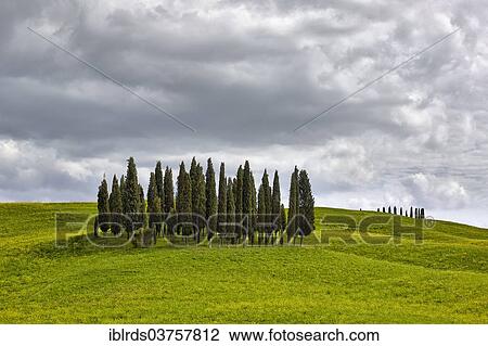 "Group of cypress trees on a hilly field, Torrenieri, Montalcino, Province of Siena, Tuscany, Italy, Europe" View Large Photo Image Stock Image - "Group of cypress trees on a hilly field, Torrenieri, Montalcino, Province of Siena, Tuscany, Italy, Europe". Fotosearch