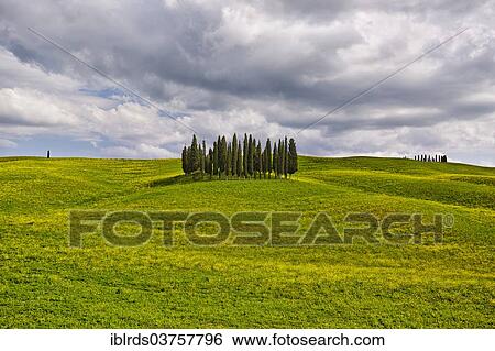 "Group of cypress trees on a hilly field, Torrenieri, Montalcino, Province of Siena, Tuscany, Italy, Europe" View Large Photo Image Stock Photograph - "Group of cypress trees on a hilly field, Torrenieri, Montalcino, Province of Siena, Tuscany, Italy, Europe". Fotosearch