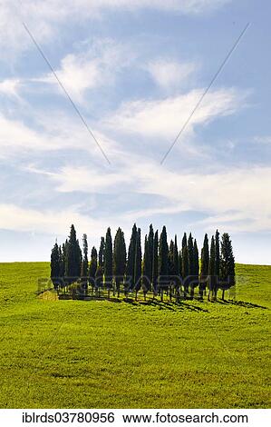 Stock Photograph - "Group of cypress trees on a hilly field, Torrenieri, Tuscany, Italy, Europe". Fotosearch