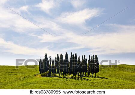 "Group of cypress trees on a hilly field, Torrenieri, Tuscany, Italy, Europe" View Large Photo Image Stock Photography - "Group of cypress trees on a hilly field, Torrenieri, Tuscany, Italy, Europe". Fotosearch