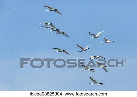 "Group of Eurasian Spoonbills(Platalea leucorodia) in flight, Dholpur, Rajasthan, India, Asia" View Large Photo Image Picture - "Group of Eurasian Spoonbills(Platalea leucorodia) in flight, Dholpur, Rajasthan, India, Asia". Fotosearch
