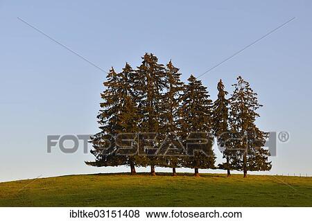 Stock Photo - "Group of Firs (Abies sp. ), Fussen, Allgau, Upper Bavaria, Bavaria, Germany, Europe". Fotosearch