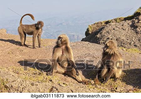 "Group of Gelada baboons (Theropithecus gelada), Simien Mountains National Park, Amhara Region, Ethiopia, Africa" View Large Photo Image Stock Image - "Group of Gelada baboons (Theropithecus gelada), Simien Mountains National Park, Amhara Region, Ethiopia, Africa". Fotosearch
