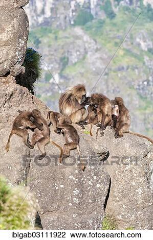 "Group of Gelada baboons (Theropithecus gelada) on a rock, Simien Mountains National Park, Amhara Region, Ethiopia, Africa" View Large Photo Image Stock Image - "Group of Gelada baboons (Theropithecus gelada) on a rock, Simien Mountains National Park, Amhara Region, Ethiopia, Africa". Fotosearch
