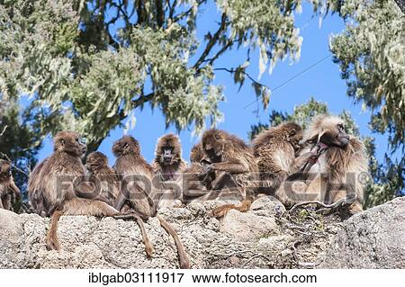 "Group of Gelada baboons (Theropithecus gelada) on a rock, Simien Mountains National Park, Amhara Region, Ethiopia, Africa" View Large Photo Image Stock Photo - "Group of Gelada baboons (Theropithecus gelada) on a rock, Simien Mountains National Park, Amhara Region, Ethiopia, Africa". Fotosearch