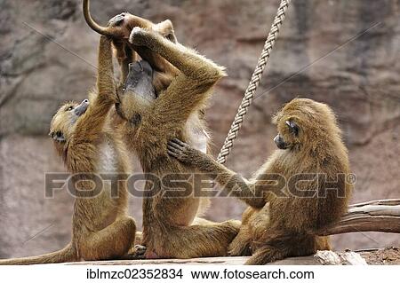 "Group of Guinea Baboons (Papio papio) playing with a newborn on a tree trunk, native to West Africa, Nuremberg Zoo, Am Tiergarten 30, Nuremberg, Middle Franconia, Bavaria, Germany, Europe" View Large Photo Image Picture - "Group of Guinea Baboons (Papio papio) playing with a newborn on a tree trunk, native to West Africa, Nuremberg Zoo, Am Tiergarten 30, Nuremberg, Middle Franconia, Bavaria, Germany, Europe". Fotosearch