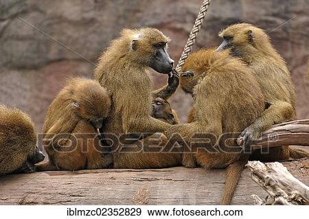 "Group of Guinea Baboons (Papio papio) with a newborn on a tree trunk, native to West Africa, Nuremberg Zoo, Am Tiergarten 30, Nuremberg, Middle Franconia, Bavaria, Germany, Europe" View Large Photo Image Stock Photo - "Group of Guinea Baboons (Papio papio) with a newborn on a tree trunk, native to West Africa, Nuremberg Zoo, Am Tiergarten 30, Nuremberg, Middle Franconia, Bavaria, Germany, Europe". Fotosearch