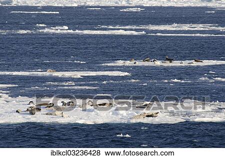 "Group of Harp Seals (Pagophilus groenlandicus, Phoca groenlandica), on drift ice, pack ice, Spitsbergen Island, Svalbard Archipelago, Svalbard and Jan Mayen, Norway, Europe" View Large Photo Image Stock Photo - "Group of Harp Seals (Pagophilus groenlandicus, Phoca groenlandica), on drift ice, pack ice, Spitsbergen Island, Svalbard Archipelago, Svalbard and Jan Mayen, Norway, Europe". Fotosearch