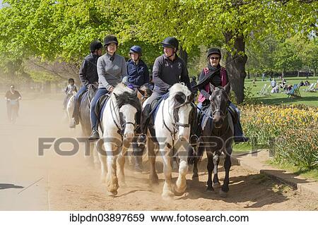 "Group of horse riders, Hyde Park Bridle Ways, London, Greater London, England, United Kingdom, Europe" View Large Photo Image Stock Photo - "Group of horse riders, Hyde Park Bridle Ways, London, Greater London, England, United Kingdom, Europe". Fotosearch