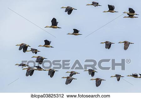 Stock Image - "Group of Lesser Whistling Ducks (Dendrocygna javanica) in flight, Keoladeo National Park, Rajasthan, India, Asia". Fotosearch