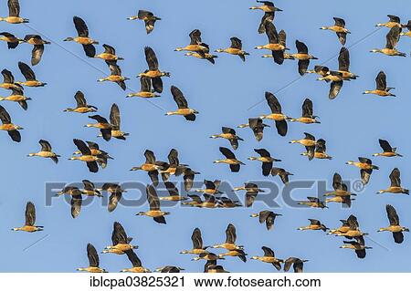 Stock Image - "Group of Lesser Whistling Ducks (Dendrocygna javanica) in flight, Keoladeo National Park, Rajasthan, India, Asia". Fotosearch