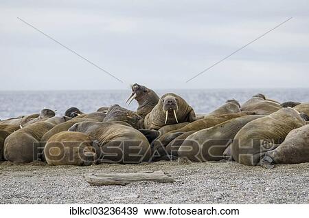 "Group of male Walruses (Odobenus rosmarus), Torrellneset, Spitsbergen Island, Svalbard Archipelago, Svalbard and Jan Mayen, Norway, Europe" View Large Photo Image Stock Photo - "Group of male Walruses (Odobenus rosmarus), Torrellneset, Spitsbergen Island, Svalbard Archipelago, Svalbard and Jan Mayen, Norway, Europe". Fotosearch