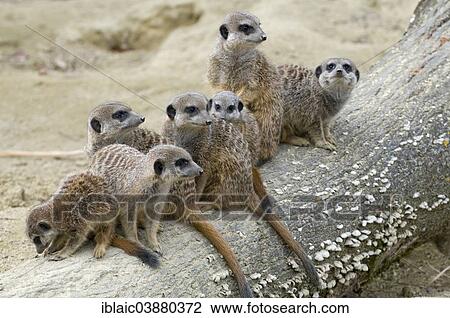 Stock Image - "Group of Meerkats (Suricata suricatta), Linz Zoo, Linz, Upper Austria, Austria, Europe". Fotosearch