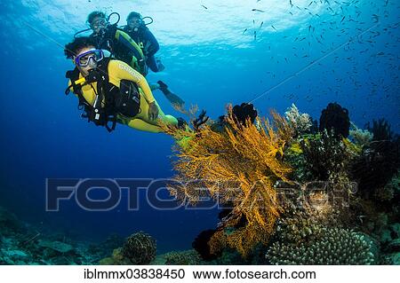 Stock Image - "Group of scuba divers in a colourful coral reef, Philippines, Asia". Fotosearch