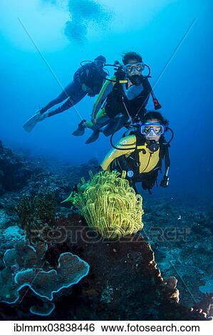 "Group of scuba divers in a colourful coral reef observing a Feather Star (Crinoidea), Philippines, Asia" View Large Photo Image Stock Photograph - "Group of scuba divers in a colourful coral reef observing a Feather Star (Crinoidea), Philippines, Asia". Fotosearch