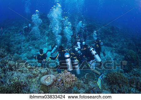 "Group of scuba divers on the sea bottom in a coral reef, Philippines, Asia" View Large Photo Image Picture - "Group of scuba divers on the sea bottom in a coral reef, Philippines, Asia". Fotosearch
