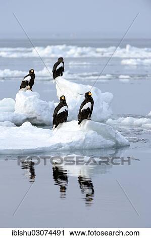 "Group of Steller's Sea Eagles (Haliaeetus pelagicus) perched on floating ice, Rausu, Menashi, Hokkaido, Japan, Asia" View Large Photo Image Stock Image - "Group of Steller's Sea Eagles (Haliaeetus pelagicus) perched on floating ice, Rausu, Menashi, Hokkaido, Japan, Asia". Fotosearch