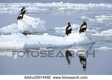 Stock Image - "Group of Steller's Sea Eagles (Haliaeetus pelagicus) perched on floating ice, Rausu, Menashi, Hokkaido, Japan, Asia". Fotosearch