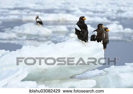 "Group of Steller's Sea Eagles (Haliaeetus pelagicus) perched on floating ice, Rausu, Menashi, Hokkaido, Japan, Asia" View Large Photo Image Stock Photo - "Group of Steller's Sea Eagles (Haliaeetus pelagicus) perched on floating ice, Rausu, Menashi, Hokkaido, Japan, Asia". Fotosearch