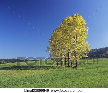 "Group of trees in autumn, Zollernalbkreis district, Swabian Jura, Baden-Wurttemberg, Germany, Europe" View Large Photo Image Stock Photo - "Group of trees in autumn, Zollernalbkreis district, Swabian Jura, Baden-Wurttemberg, Germany, Europe". Fotosearch