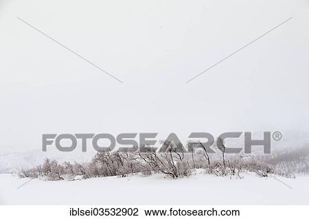 Stock Image - "Group of trees in snow and fog, Tromso, â€ªTroms, Northern Norway, Norway, Europe". Fotosearch