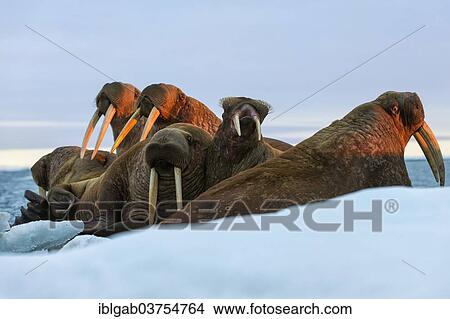 Picture - "Group of Walruses (Odobenus rosmarus) in the evening light, Wrangel Island, Far Eastern Federal District, Russia, Europe". Fotosearch