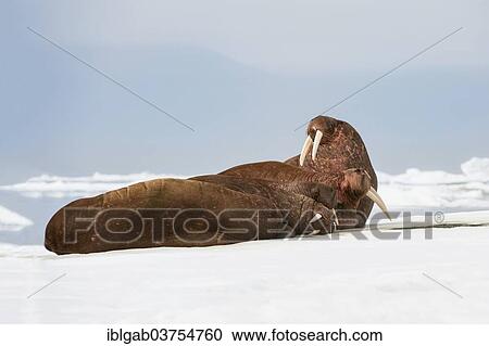 Stock Image - "Group of Walruses (Odobenus rosmarus) resting on the ice, Wrangel Island, Far Eastern Federal District, Russia, Europe". Fotosearch